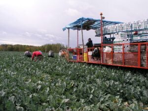 broccoli field being harvested by hand