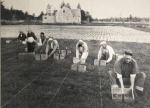 old picture of people in the 1946 hand picking cranberries in a bog