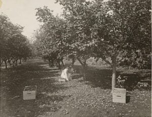 black and white picture of a girl harvesting hazelnuts in an orchard