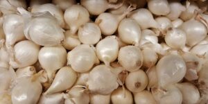 close up picture of white, pearl onions