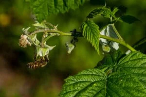 closeup of raspberry plant being pollinated by a honey bee