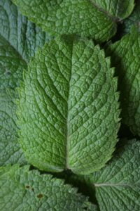 closeup of green peppermint leaves