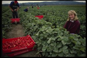 picture of a woman and others in a field squatting down, picking strawberries by hand. There are also red containers holding all of the strawberries that were just picked. 