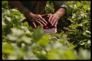 close up of two hands covering red strawberries in a white bucket. The person is in a field and everything else is blurry except for the hands and bucket. 