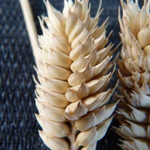 Wheat Heads