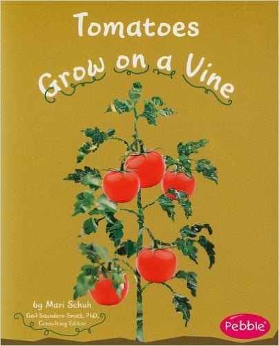 Tomatoes Grow on a Vine