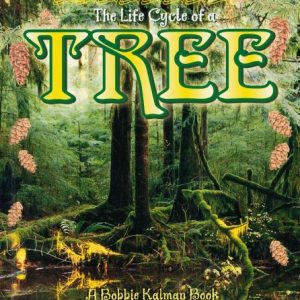 The Life Cycle of a Tree