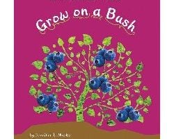 Blueberries Grow on a Bush