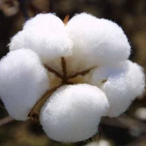 Cotton Boll