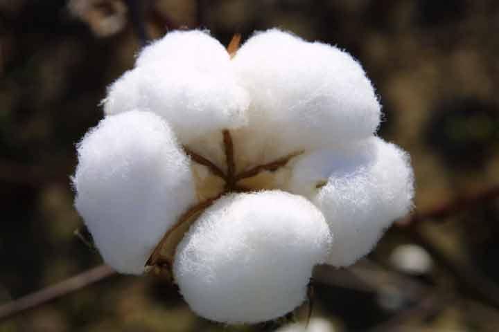 Cotton Flower  Oregon Agriculture in the Classroom