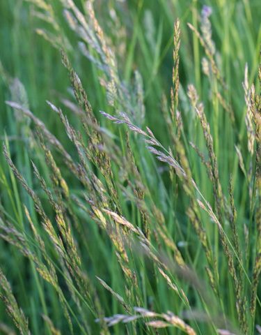 1lb Eretz Premium Oregon Grown Rye Grass Seed ProTurf Grass Seed 
