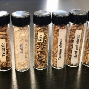 Grain Processing Samples
