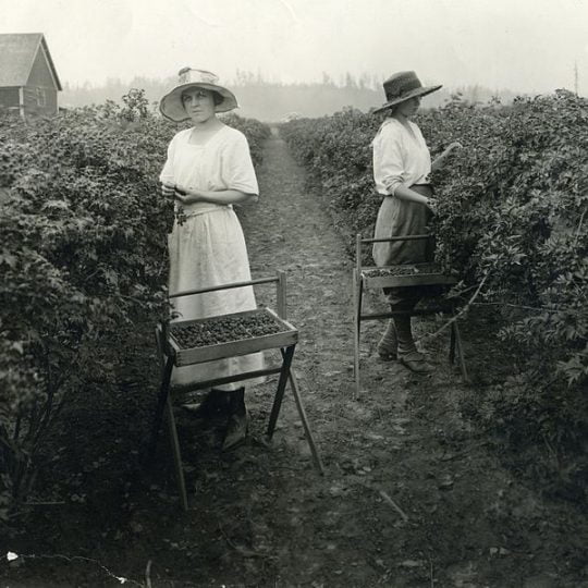 Women Picking Blackberries in 1910