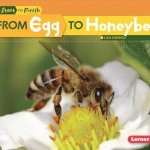From Egg to Honeybee