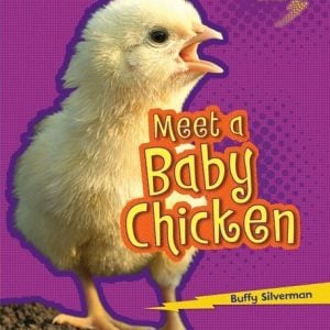 Meet a Baby Chicken