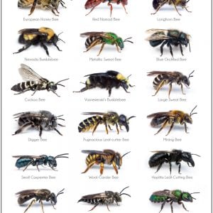 Bees of Oregon