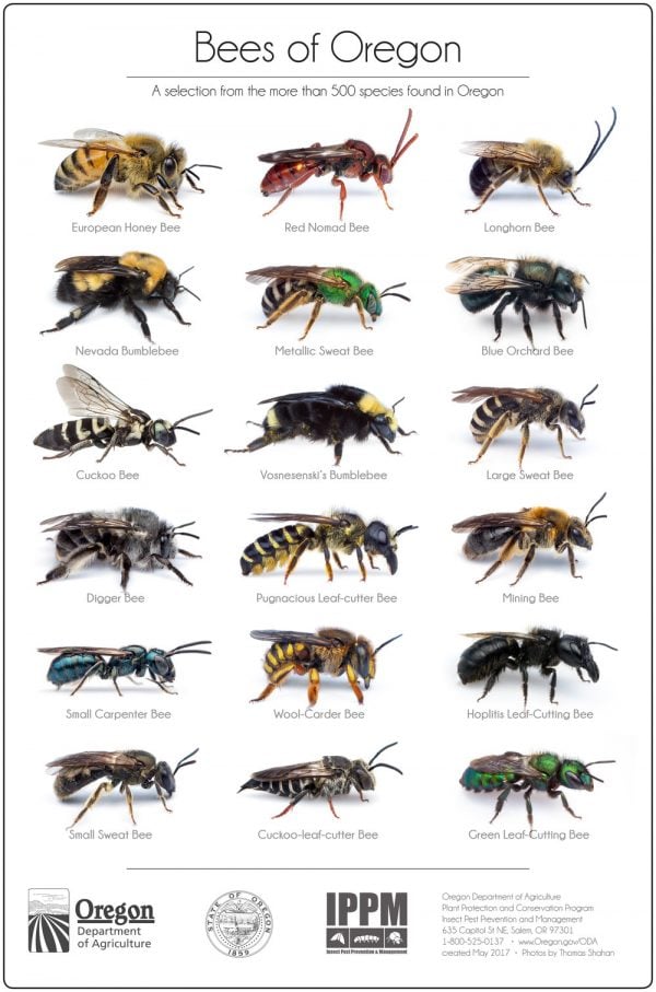 Bees of Oregon