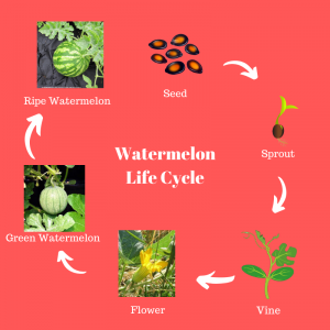 watermelon growing process