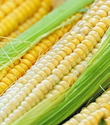 agriculture corn