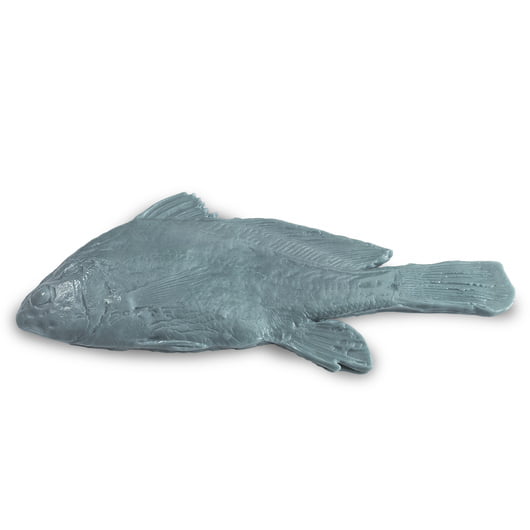 Freshwater Drum Fish Replica