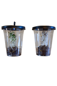 Desktop Greenhouse Kit