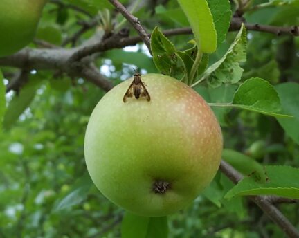 Apple maggot fly on green apple