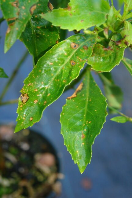 close up of alternaria leaf spot on a leaf