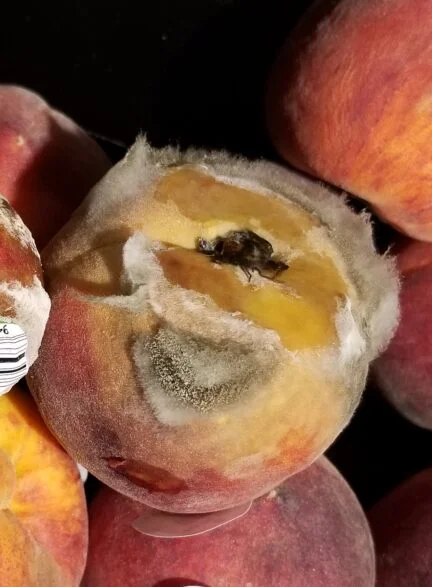 peach fuzzy mold on it