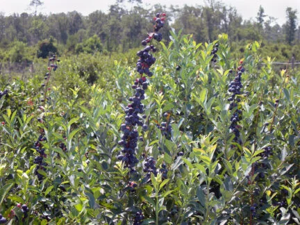 Young rabbiteye blueberry bush