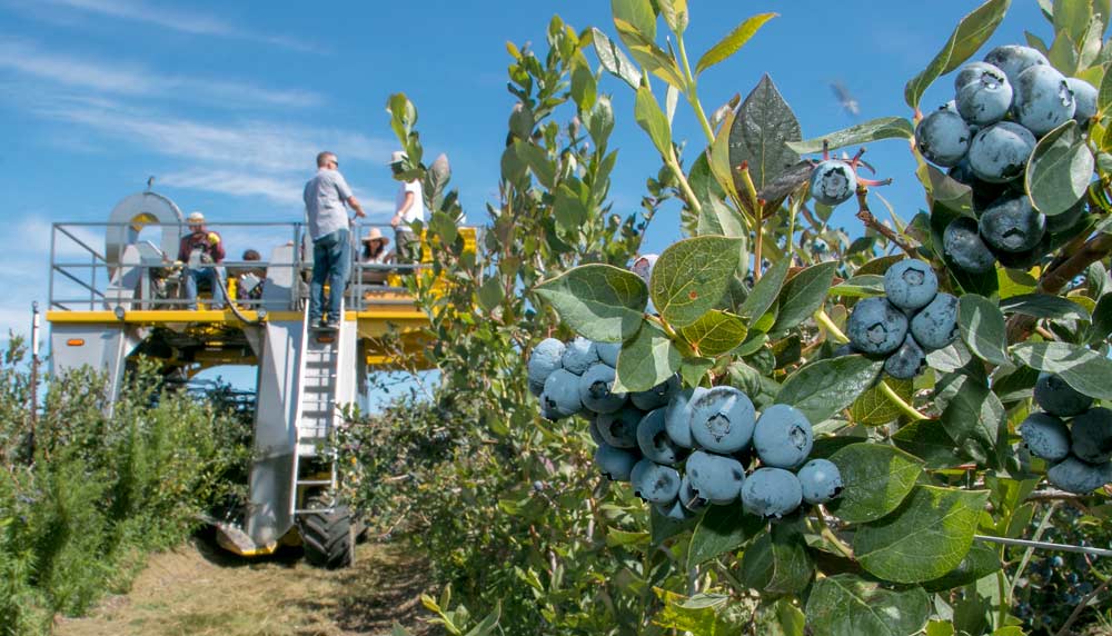 A mechanical harvester in rows of blueberry bushes.