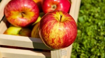 Apples in a wooden crate, with one apple sitting on top of the crate.