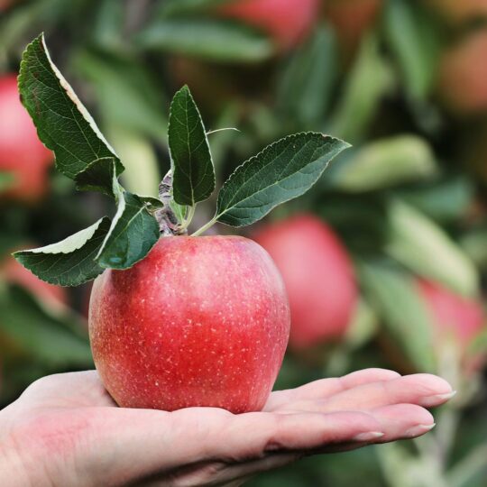 Red apple in a person's hand