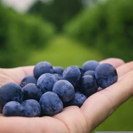 blueberries in someone's hand