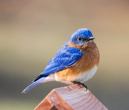 bluebird standing on the top of a birdhouse