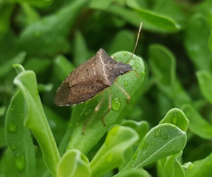 Brown stink bug on green leaves