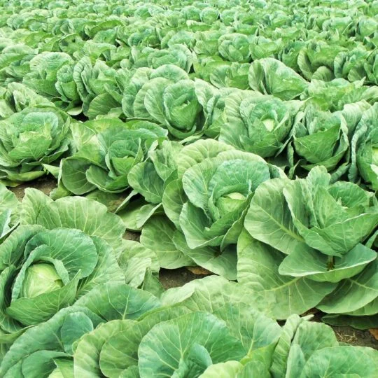 rows of heads of cabbage