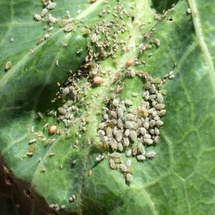 cluster of cabbage aphids on a leaf on cabbage