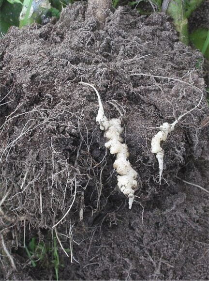 picture of enlarged roots compared to normal sized roots