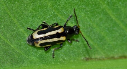 closeup of a flea beetle
