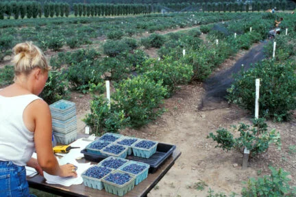 person standing at table in front of rows of blueberry bushes