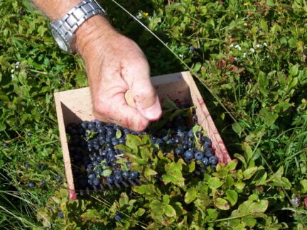 lowbush blueberries being picked by a hand rake