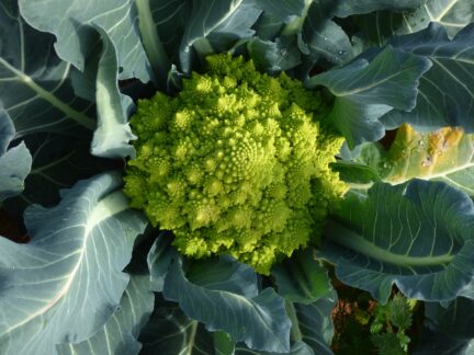 head of romanesco broccoli surrounded by its leaves