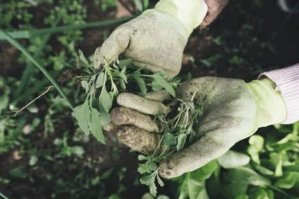 Hands with gloves on picking weeds in a garden