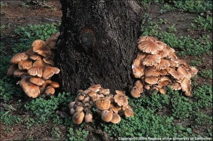 armillaria fungus root rot around a tree trunk
