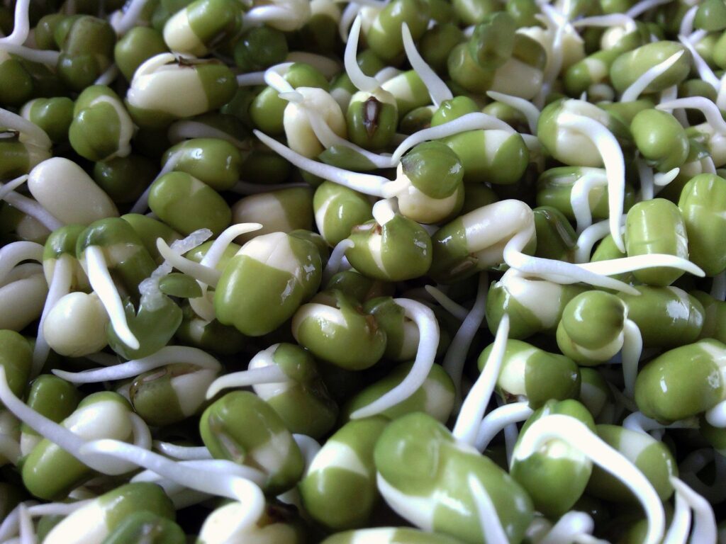 close up picture of green bean sprouts