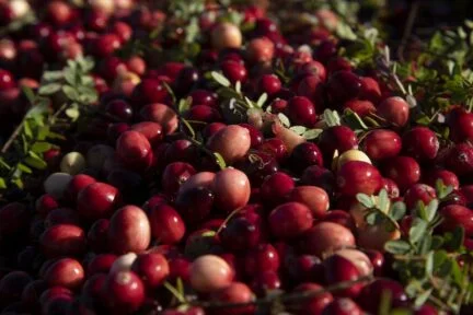 closeup of cranberries