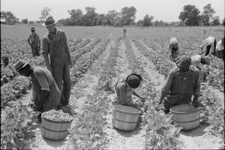 picture of people hand picking green beans in 1944