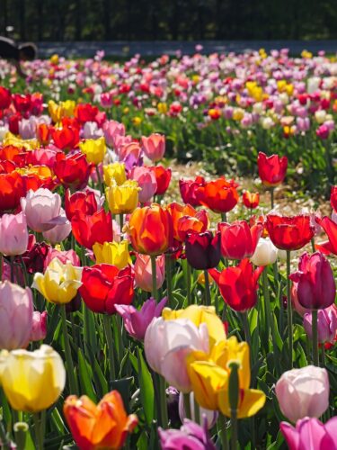 rows of multi colored tulips