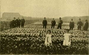 Old picture of florists and children in a field of flowers in Holland in 1885.