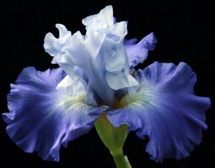 close up of a purple and white iris